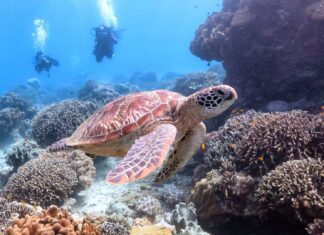 PH cited world’s top dive destination anew in 2021 World Travel Awards