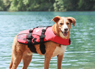 OUTDOOR FUN STUFF FOR YOUR FUR BABIES FROM PET EXPRESS