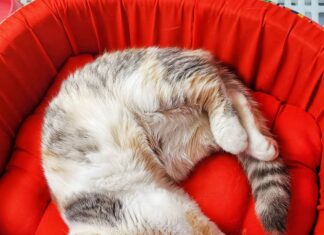 Spend a paw-fect day with your fur baby at the Tiendesitas Pet Village