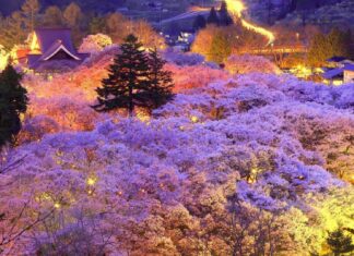 A Three-Day Sakura Journey Through Japan’s Chubu Region, Starting in Nagoya