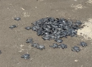 Chevron Batangas Terminal supports sea turtle hatching and population growth